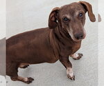 Small #6 Dachshund
