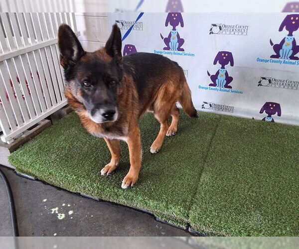 Medium Photo #1 German Shepherd Dog Puppy For Sale in Orlando, FL, USA