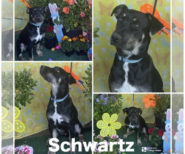 Medium Photo #4 Doberman Pinscher-Staffordshire Bull Terrier Mix Puppy For Sale in Woodland Hills, CA, USA