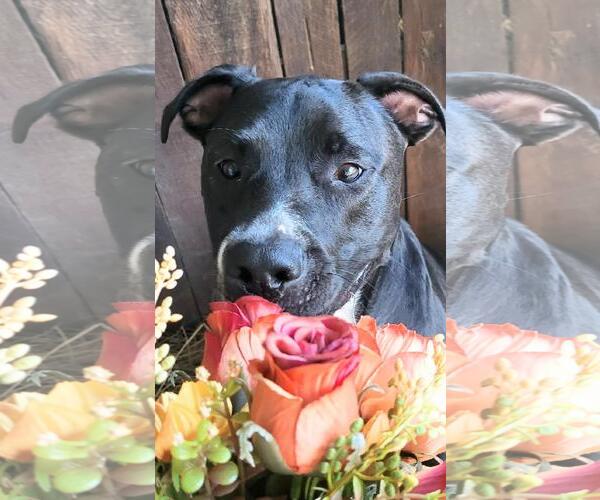 Medium Photo #8 Bull Terrier-Labrador Retriever Mix Puppy For Sale in Ocean Springs, MS, USA