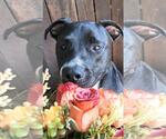 Small #7 Bull Terrier-Labrador Retriever Mix