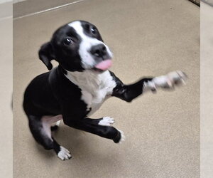 Labrador Retriever Dogs for adoption in Decatur, IL, USA