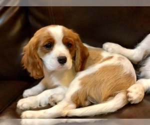 Cavalier King Charles Spaniel Puppy for sale in LANCASTER, SC, USA