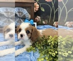 Small #4 Cavalier King Charles Spaniel