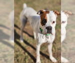Small #16 Boxer Mix