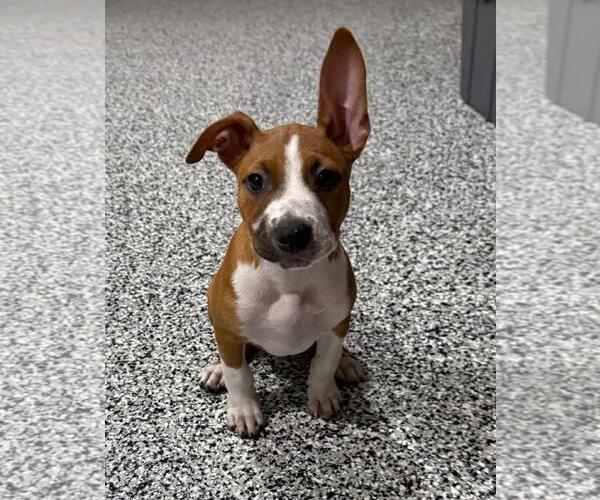 Medium Photo #1 Beagle-Unknown Mix Puppy For Sale in The Woodlands, TX, USA