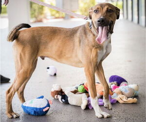 German Shepherd Dog-Unknown Mix Dogs for adoption in Royal Palm Beach, FL, USA