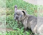Puppy Billy The Kid French Bulldog