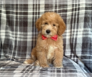 Goldendoodle (Miniature) Puppy for sale in LAKELAND, FL, USA