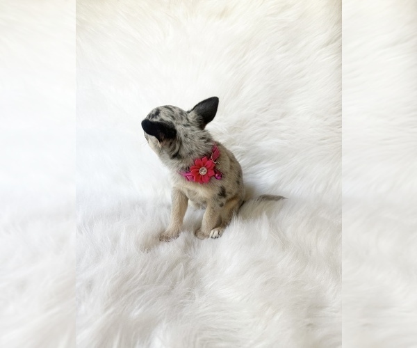 Medium Photo #2 Chihuahua Puppy For Sale in SACRAMENTO, CA, USA