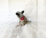 Small #1 Chihuahua