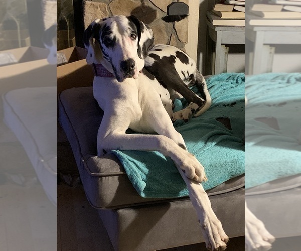 Medium Photo #1 Great Dane Puppy For Sale in WHITELAND, IN, USA