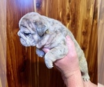 Small #2 Bulldog