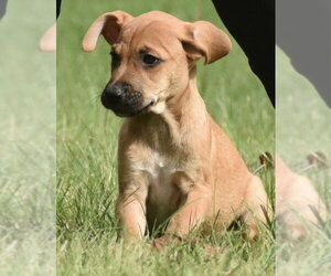 Australian Shepherd-Beagle Mix Dogs for adoption in Mechanicsburg, PA, USA