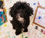 Small Photo #8 Maltipoo Puppy For Sale in INDEPENDENCE, MO, USA
