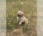 Small #6 Golden Retriever