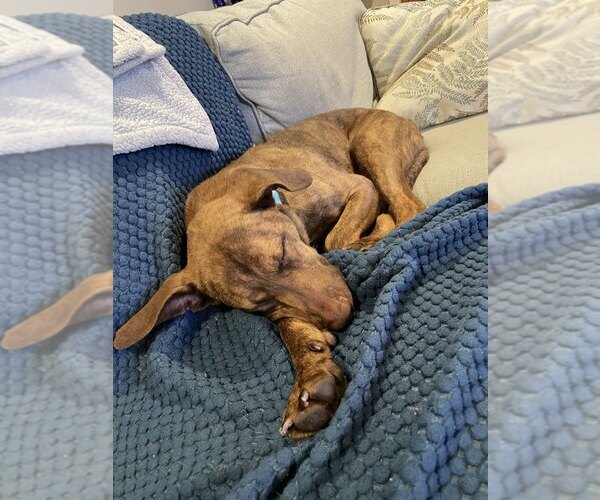 Medium Photo #18 Mutt Puppy For Sale in Boston, MA, USA