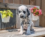 Small Photo #87 Dalmatian Puppy For Sale in GOSHEN, IN, USA