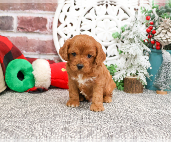 Medium Photo #6 Cavapoo (Miniature) Puppy For Sale in SYRACUSE, IN, USA