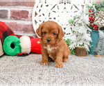 Small #5 Cavapoo (Miniature)