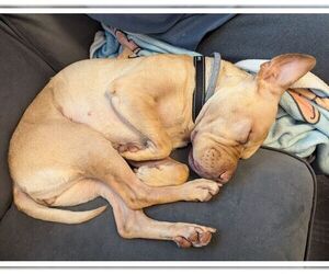 MIRA (COURTESY POST) - Female Mutt Dog for Adoption - Photo #2