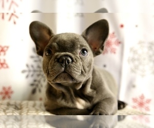 puppies bulldog thier males vaccinations bullog