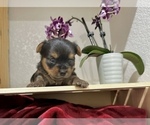 Small #2 Yorkshire Terrier