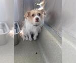 Small Mutt