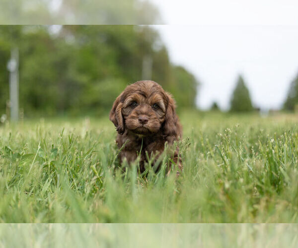 Medium Photo #6 Cocker Spaniel-Poodle (Miniature) Mix Puppy For Sale in WARSAW, IN, USA
