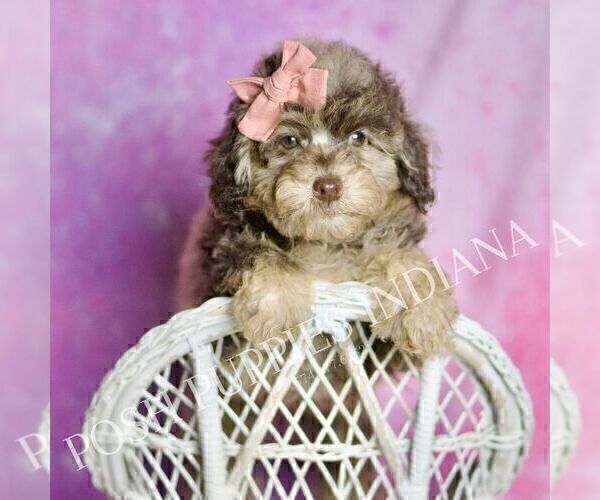 Medium Photo #7 Poodle (Miniature) Puppy For Sale in WARSAW, IN, USA