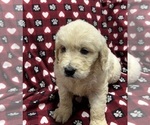 Small Photo #6 Goldendoodle Puppy For Sale in DUNDEE, OH, USA