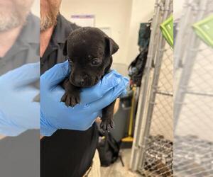 Labrador Retriever-Unknown Mix Dogs for adoption in Rosenberg, TX, USA