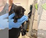 Small Labrador Retriever Mix