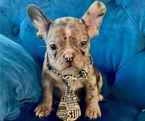 French Bulldog Puppy for sale in SAN ANTONIO, TX, USA