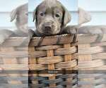 Small Photo #1 Labrador Retriever Puppy For Sale in CASHTON, WI, USA