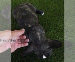 Small #10 French Bulldog
