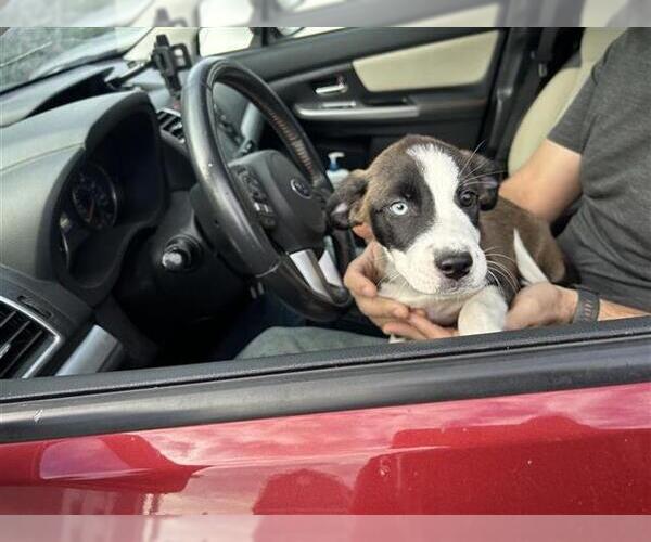 Medium Photo #1 Siberian Husky-Unknown Mix Puppy For Sale in San Antonio, TX, USA