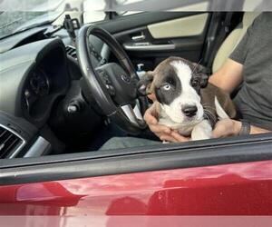 Siberian Husky-Unknown Mix Dogs for adoption in San Antonio, TX, USA