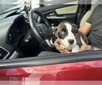 RITA - Female Siberian Husky-Unknown Mix Dog for Adoption - Small photo
