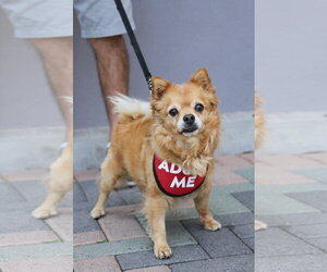 Darling Dexter - Male Chiranian Dog for Adoption - Photo #3