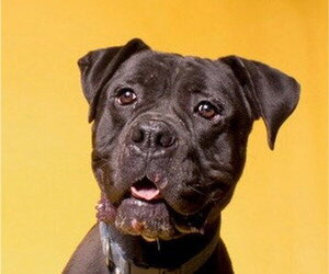 Diesel - Foster or Adopt Me! - Male American Staffordshire Terrier-Boxer Mix Dog for Adoption - Photo #9