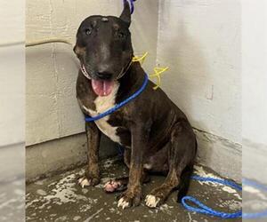 Bull Terrier-Unknown Mix Dogs for adoption in Camarillo, CA, USA