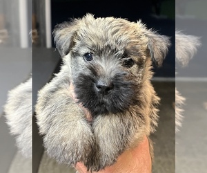 Cairn Terrier Puppy for sale in GEORGETOWN, PA, USA