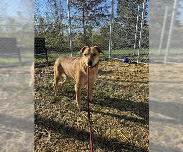 Medium Photo #1 Mutt Puppy For Sale in Louisville, KY, USA