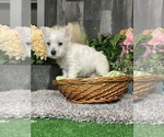 Small #1 West Highland White Terrier