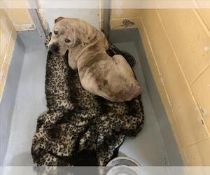 Mutt Dogs for adoption in Tulsa, OK, USA