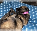 Small Photo #242 Belgian Malinois Puppy For Sale in REESEVILLE, WI, USA