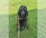 Small #1 Poodle (Standard)