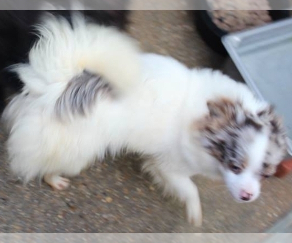 Medium Photo #1 Chorkie Puppy For Sale in BASTROP, LA, USA