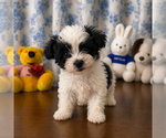 Small #2 Morkie
